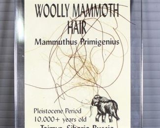 Woolly Mammoth Tusk Ivory And Woolly Mammoth Hair