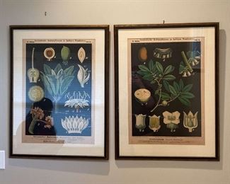 German Botanical Prints