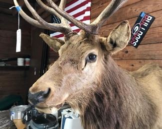 Elk mounted