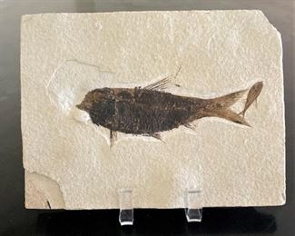 #28- Eocene Period Fossil Fish / Green River, Wyoming 50-million-year-old 
