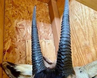Oryx Mount $1850   Crated and ready to ship!