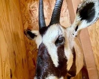 Oryx Mount $1850 