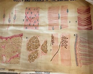Vintage Cell Tissue  poster wall hanging 