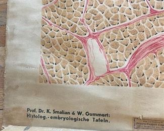 Vintage Cell Tissue  poster wall hanging 