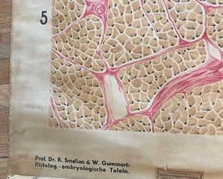 Vintage Cell Tissue  poster wall hanging 