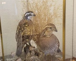 Taxidermy