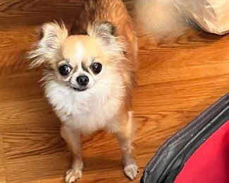 Just to make you smile. 
AND NO SHE IS NOT FOR SALE. 