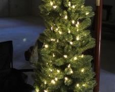 Beautiful Balsam Hill six foot pre-lit narrow pencil Christmas tree.