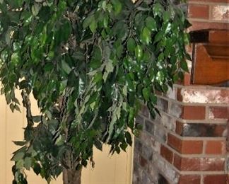 Large silk ficus tree