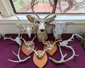 Hunting Lodge Decor Antlers And Taxidermy