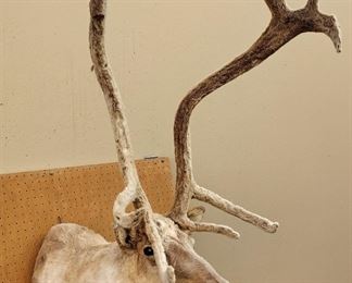  CARIBOU SHOULDER MOUNT WITH VELVET HORNS. FROM BAFFIN ISLAND. SOME SHEDDING. BARE SPOT ON ONE SHOULDER. 29.5" TALL, EACH HORN IS 32" LONG - REMOVEABLE. 19 LBS