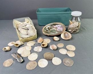 Sand Dollars, Sea Shells and More