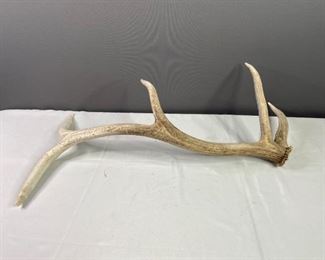 Single elk antler
