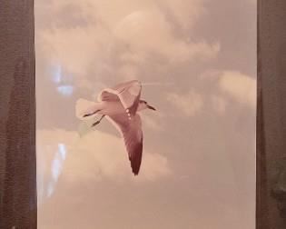 #45 Artist Ruth Ann Burgess 'Seagull in Clouds' No. 11 photograph in wooden frame