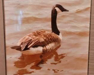 #46 Artist Herbert Bliven Floating Duck, photograph in mat board