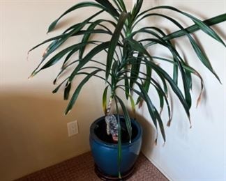 This item is available for PRESALE.  Please text photo to 760-668-0554 to purchase.  We accept Zelle ONLY for presales