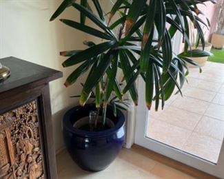 This item is available for PRESALE.  Please text photo to 760-668-0554 to purchase.  We accept Zelle ONLY for presales