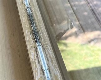 Our noisy neighbor. Gorgeous bird, but skittish.