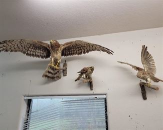 Hawk taxidermy