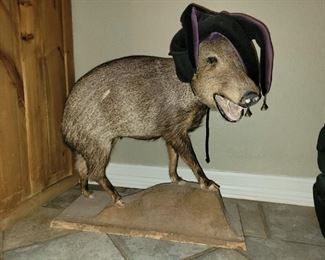 Javelina taxidermy