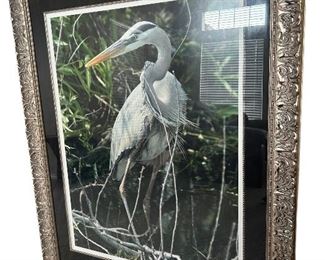 Large framed photo of heron