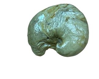 "Devils Toenail" genuine West Texas fossil