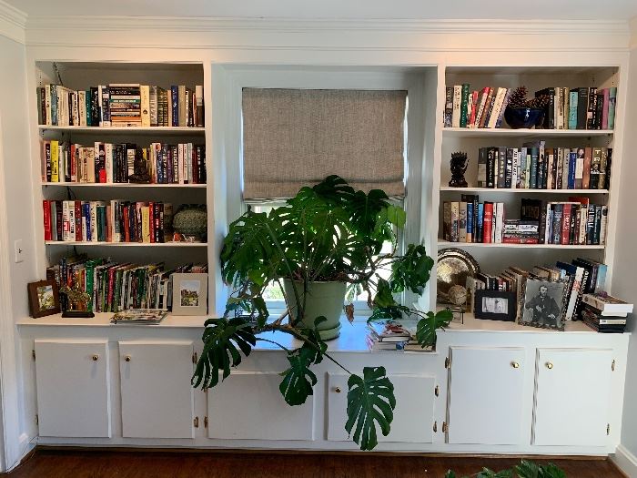 Part of the library. This plant is not for sale. 