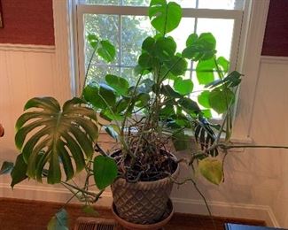 Monestra or Swiss Cheese plant