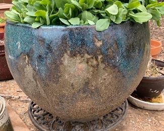 Large pot with succulent