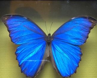 Butterfly - $35.00  -  Morplio Menelaus from Brazil