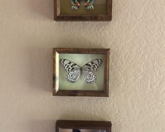 Butterflies - See Details for description