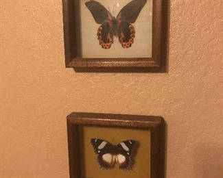 Butterflies - see details