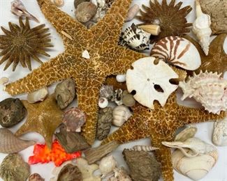 Fantastic Seashell, Starfish, Sand Dollar, Petrified Wood, Sunflower Sea Star, Fossil Clam & More! 
