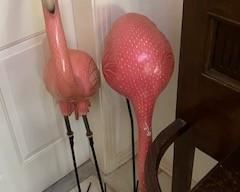 Fun Flamingos