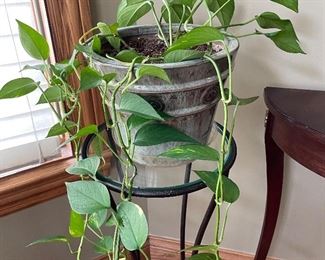 Pothos plant #1,  $8