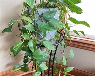 Pothos Plant #2, $10