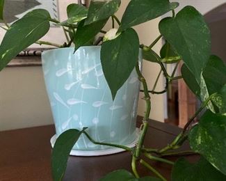 Pothos plant in mint green container #1,  $8