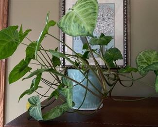 White Butterfly plant in light green ceramic planter,  $8