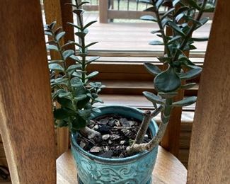 Greenery in turquoise pot,  $9