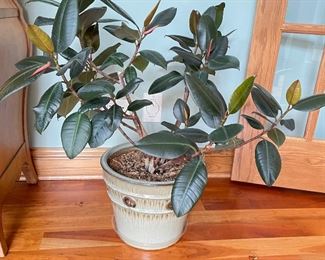 Live Plant in ceramic planter, 33"H x 33"W,  $38