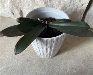 Small orchid in planting pot, $5