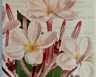 "Plumeria" on Stretched Canvas