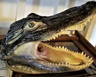 Real alligator head