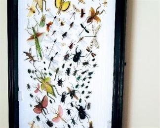 Butterfly Walking Stick Collection