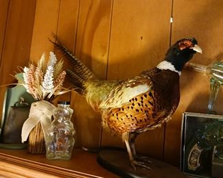 Taxidermy pheasant