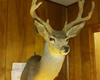 Large buck Taxidermy mount