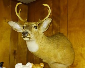 Deer taxidermy shoulder mount buck
