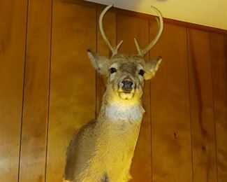 Taxidermy deer mount