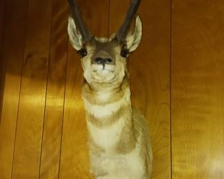 Pronghorn Taxidermy shoulder mount