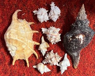SJP005- Conch Shells